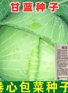 晚丰甘蓝种子卷心菜圆白菜洋白菜铁头包家庭院种籽蔬菜种子大全