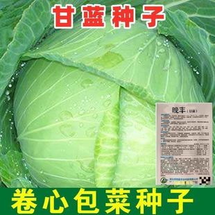 晚丰甘蓝种子卷心菜圆白菜洋白菜铁头包家庭院种籽蔬菜种子大全