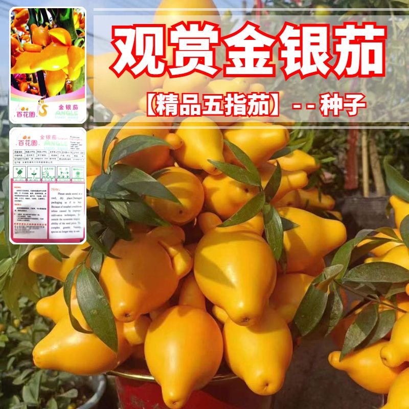 金银茄五角茄种子创意迷你植物