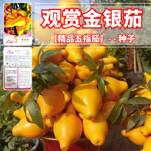 金银茄 五角茄种子创意迷你植物蔬菜种子五代同堂黄金果特色盆栽