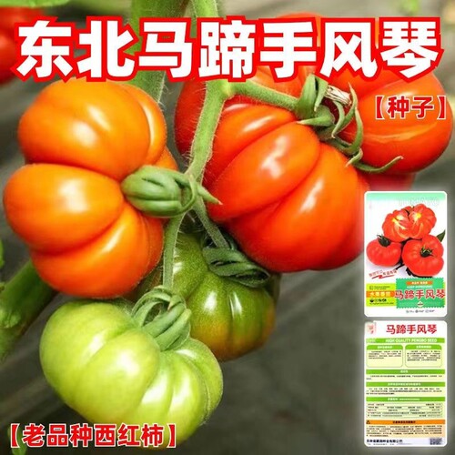 马蹄手风琴番茄种子超甜西红柿