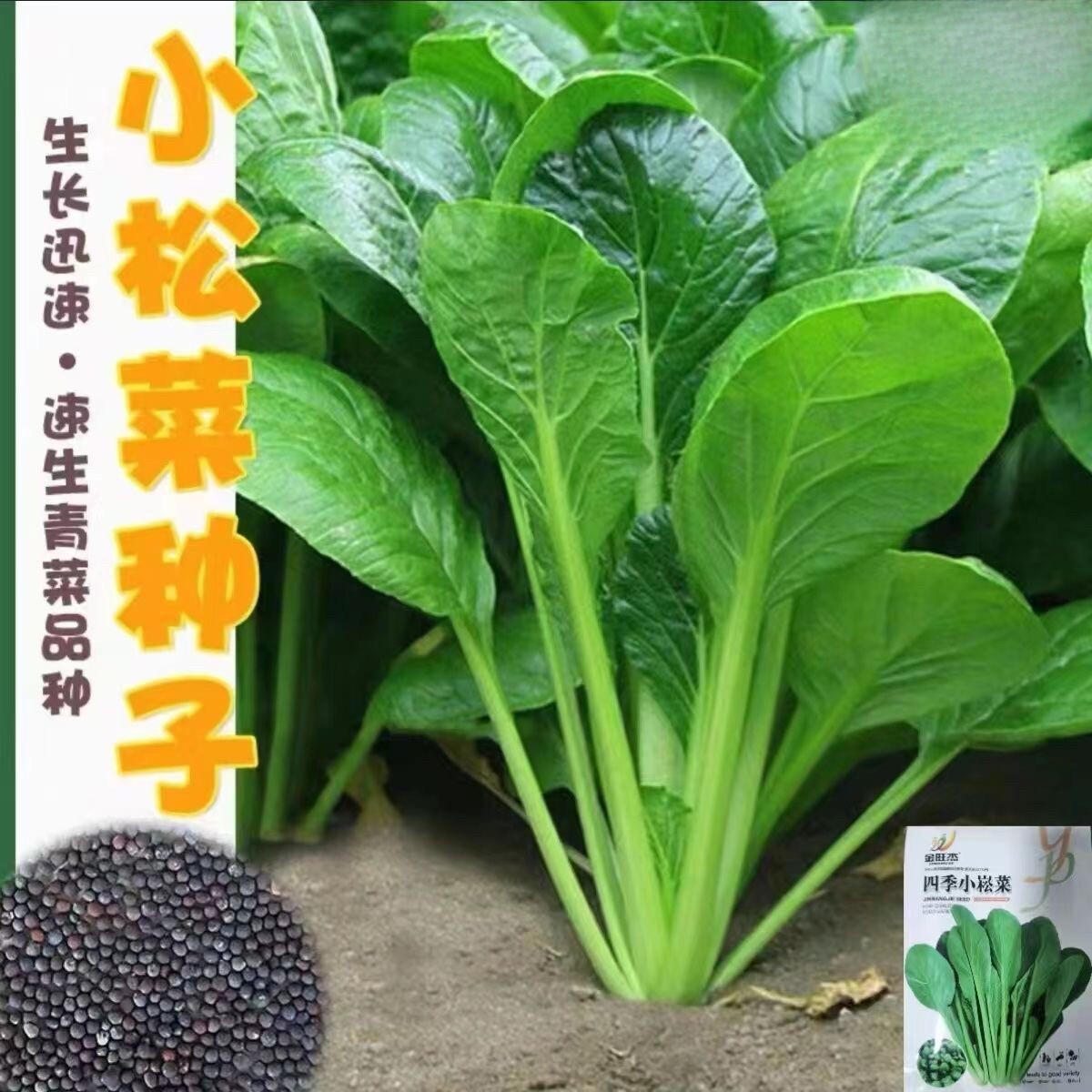 耐热小松菜种子速生高产图片