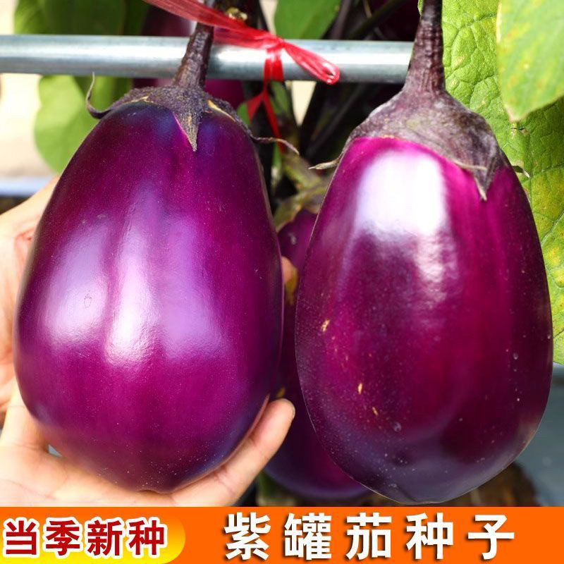 特大紫罐茄种子 紫圆茄牛心茄种子高产紫黑烧烤茄子蔬菜种子籽孑