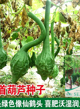 鹤首葫芦种子四季盆栽手捻葫芦种籽巨型葫芦子庭院文玩葫芦种孑