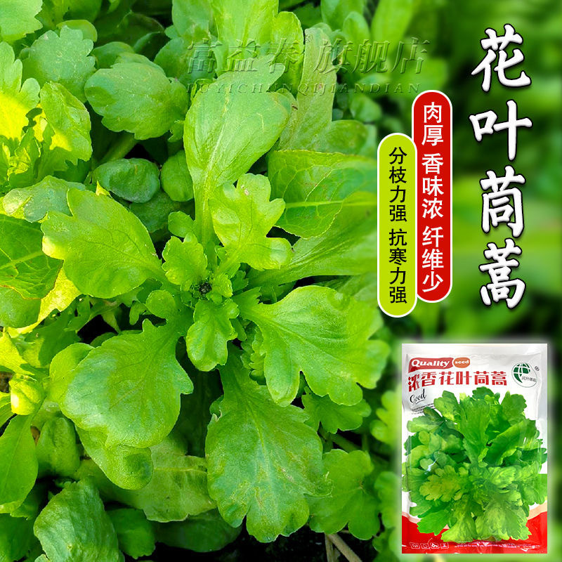 花叶茼蒿种子同蒿叶塘蒿菜蓬蒿菊花菜青蒿子种籽四季播种大叶茼蒿