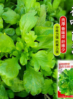 花叶茼蒿种子同蒿叶塘蒿菜