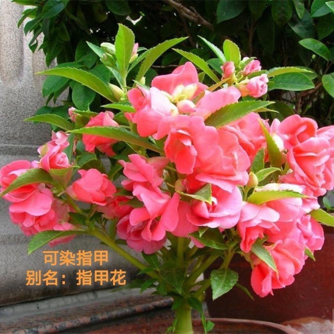 重瓣凤仙花种子指甲花七彩凤仙花茶花四季播庭院阳台盆栽花卉种子