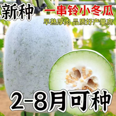 一串铃冬瓜种子白皮小冬瓜蔬菜种籽粉皮高产农家菜园四季阳台大田