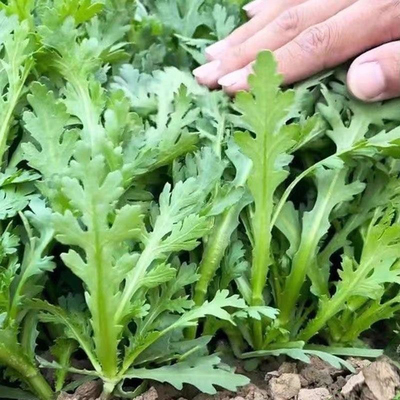 皇帝菜中叶茼蒿菜种子