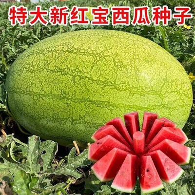 新红宝西瓜种籽绿皮大果少籽含糖量高春秋四季巨型懒汉西瓜种子孑