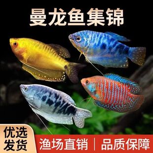 曼龙鱼活体中小型鱼热带观赏鱼淡水鱼新手宠物耐活蓝黄金吃蛋白虫