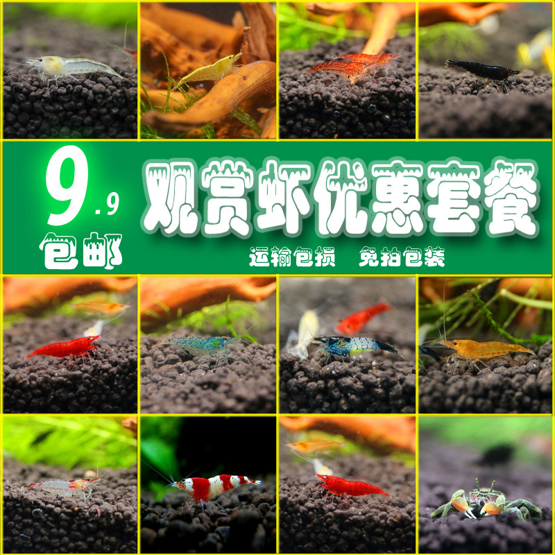 觀賞蝦活體黑殼蝦除藻清潔工具蝦水晶櫻花極火黃金米蝦觀賞蝦套餐在類目 寵物/寵物食品及用品, 水族世界, 蝦中 - 來自Buy2taobao.com提供專業的淘寶代購服務