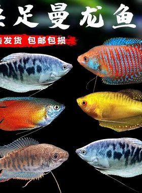 适合新手曼龙鱼热带好养小型鱼