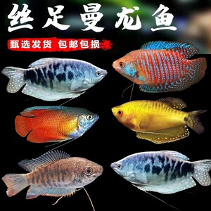 适合新手曼龙鱼热带好养小型鱼