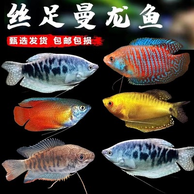 适合新手曼龙鱼热带好养小型鱼