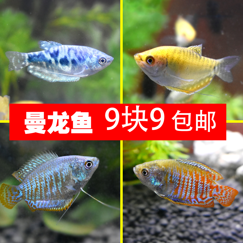 曼龙鱼活体黄曼龙蓝曼龙好养耐活新手练手小型观赏热带淡水鱼在类目 宠物/宠物食品及用品, 水族世界, 鱼中 - 来自Buy2taobao.com提供专业的淘宝代购服务
