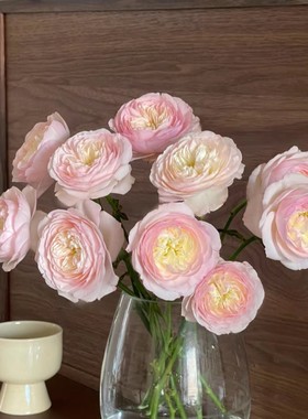 凯拉 奥斯汀切花玫瑰 月季花苗 白色粉边颜色因日照变化带土发货