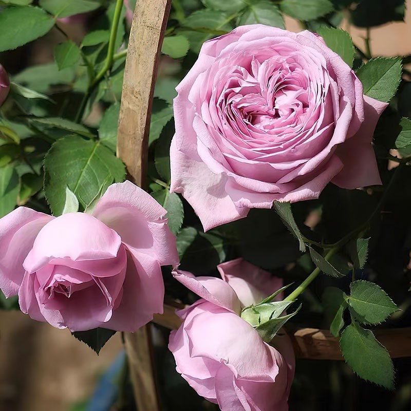 魅力绸缎月季灌木大花浓香河本系列四季开花阳台庭院叮当月季园