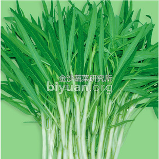 【柳叶白梗空心菜种子】通菜种子 蔬菜种子 广东春夏秋种植高产