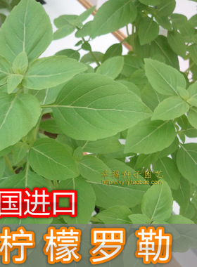 【美国柠檬罗勒种子】 BASIL LEMON九层塔种子香草种子阳台金不换