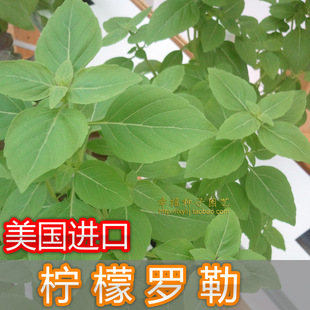 LEMON九层塔种子香草种子阳台金不换 BASIL 美国柠檬罗勒种子