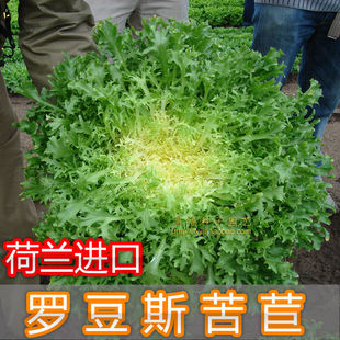【金花苦苣菜种子】菊花苦苣荷兰细叶生菜种子 苦菊菜 补铁 补血