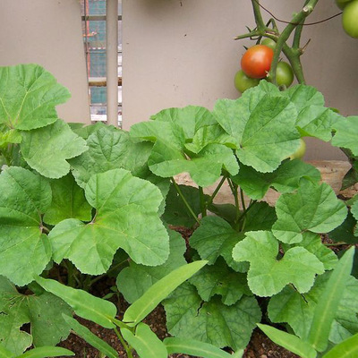 冬寒菜种子野菜特菜冬苋菜冬葵