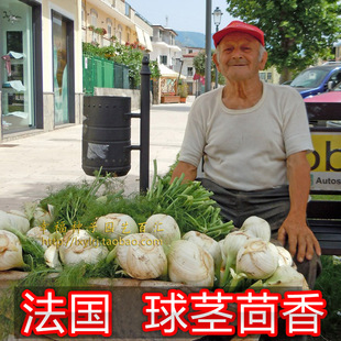 【球茎茴香种子】 法国进口蔬菜种子 香草种子 保健蔬菜 春秋播种