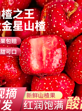 兴隆山楂直接吃的中果新鲜秋金星小金星山里红甜山楂果