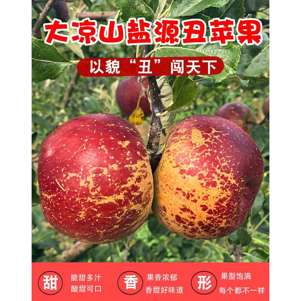四川大凉山盐源现摘现发的麻脸老苹果