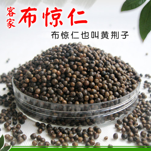 黄荆子野生布惊子黄荆蒲姜可制作