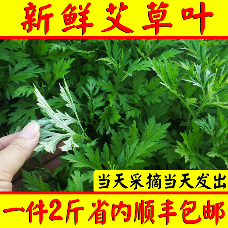 艾草叶新鲜食用青团糍粑粑清明果野菜嫩艾叶艾蒿艾米果现摘2斤装