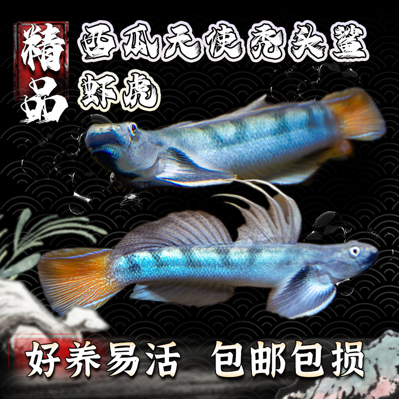 西瓜天使虾虎原生虾虎冷水饲养