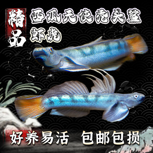 西瓜天使虾虎原生虾虎冷水饲养