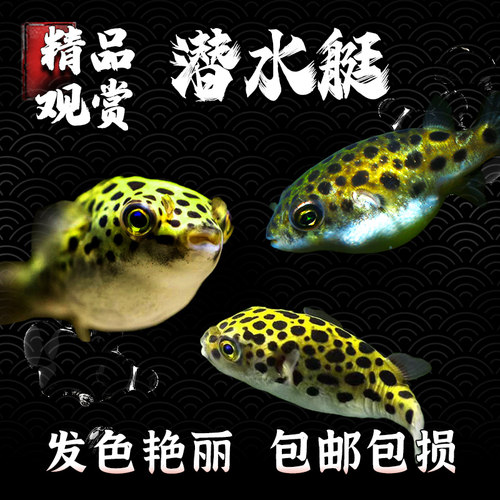 潜水艇观赏鱼河豚鱼小型淡水热带宠物活体狗头鱼好养巧克力娃娃鱼