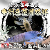 非洲巨型网球虾喀麦隆巨人盔甲蓝金刚温柔可混养鱼缸清洁虾除藻虾