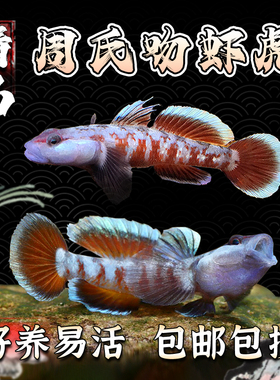 周氏吻虾虎观赏鱼火焰虾虎原生溪流小型活体好养淡水不加温冷水鱼