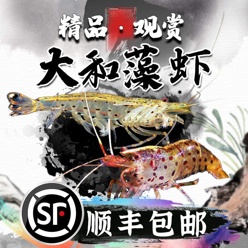 大和藻虾观赏虾星点虾黑壳虾除丝藻绿藻原生鱼缸冷水清洁虾工具虾