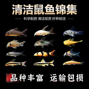 金苔鼠老鼠鱼清道夫热带观赏鱼缸活体除藻吃粪便垃圾清洁鱼工具鱼