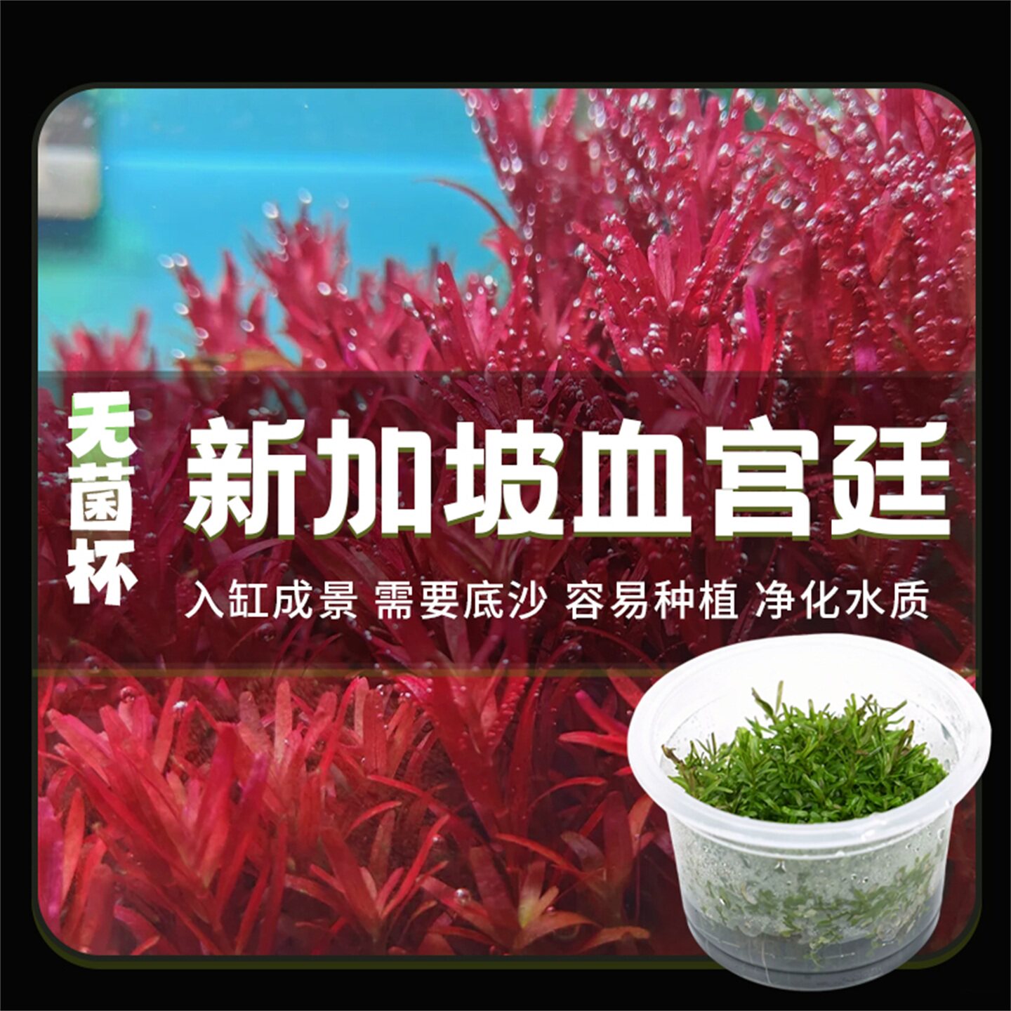 无菌杯新加坡红宫廷水草造景鱼缸专用铺草坪增氧净化水质