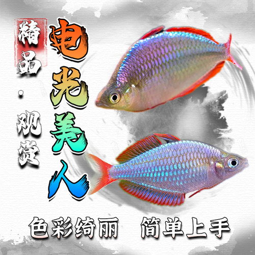 电光美人热带观赏鱼淡水鱼美人鱼