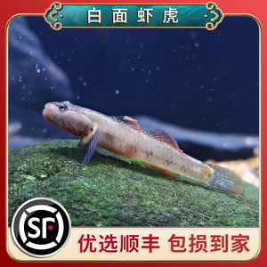 虎虾鱼原生冷水鱼白面虾虎小型鱼