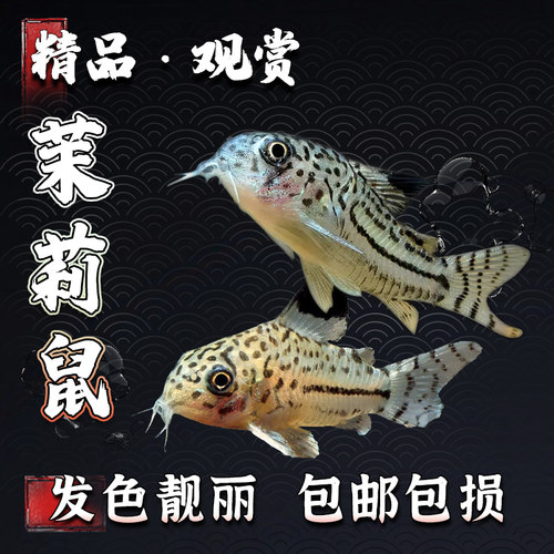 清道夫鱼茉莉鼠热带观赏鱼工具鱼