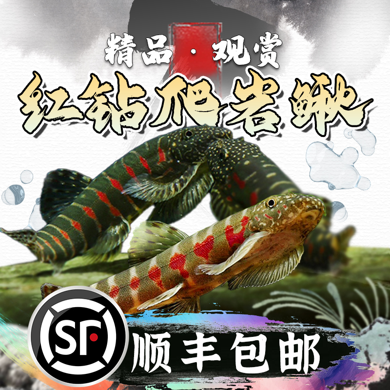红钻爬岩鳅冷水观赏鱼琵琶鱼