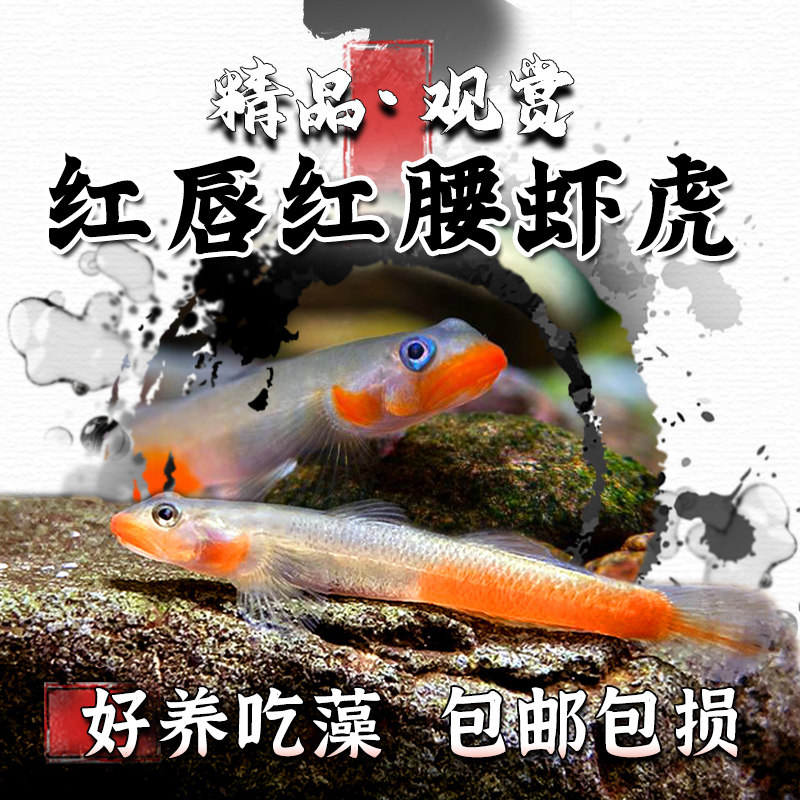 红唇红腰虾虎小型活体鱼观赏鱼