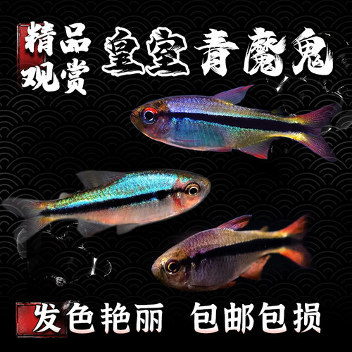 皇室青魔鬼群游鱼热带鱼高端灯鱼