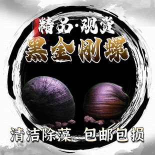 黑金刚螺草缸除藻螺热带观赏螺洋葱螺斑马螺清洁刷缸工具螺活体螺