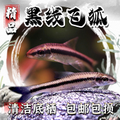 一线飞狐黑线飞狐除藻鱼工具鱼老虎小精灵观赏鱼热带鱼活体清洁鱼