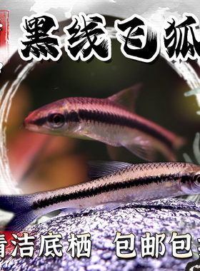 一线飞狐黑线飞狐除藻鱼工具鱼老虎小精灵观赏鱼热带鱼活体清洁鱼