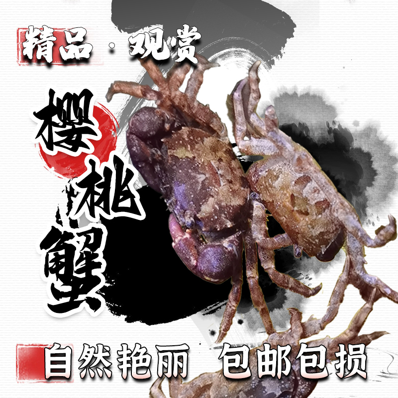 迷你樱桃蟹小型观赏蟹